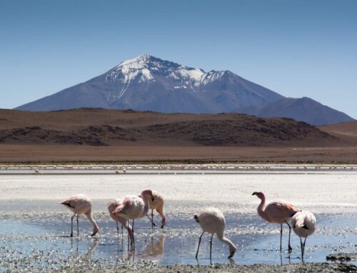 LA MIA BOLIVIA